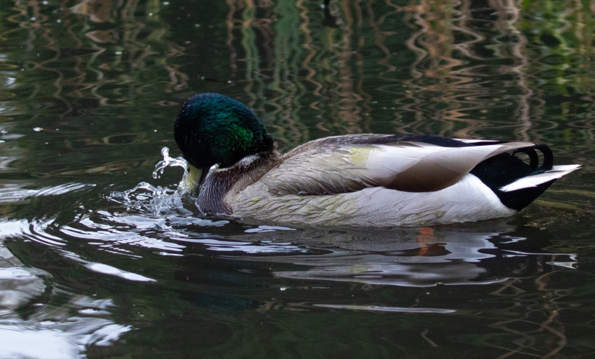 Water coming off a ducks beak